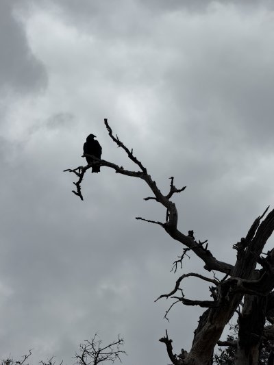 vulture.jpeg